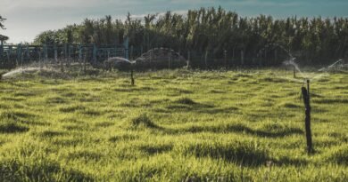 green grass field with sprinkler irrigation