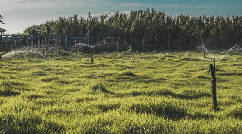 green grass field with sprinkler irrigation