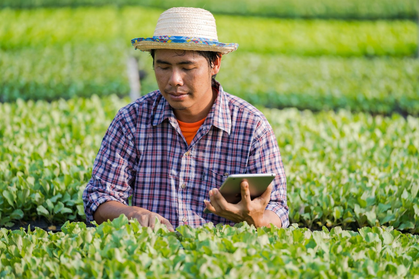 focused young ethnic farmer using tablet while working in agricultural field