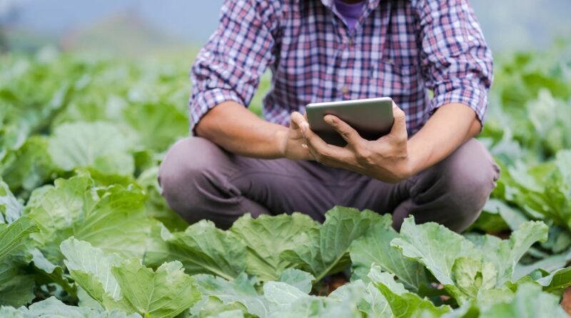 crop man browsing tablet while monitoring temperature in greenhouse