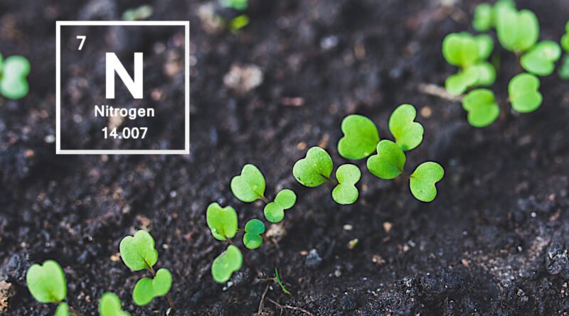 Plant Nitrogen