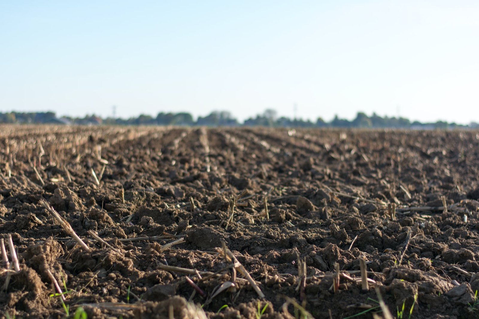 eye level photo of cultivated land