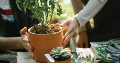 gardeners planting seedling in pots in greenhouse