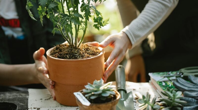 gardeners planting seedling in pots in greenhouse