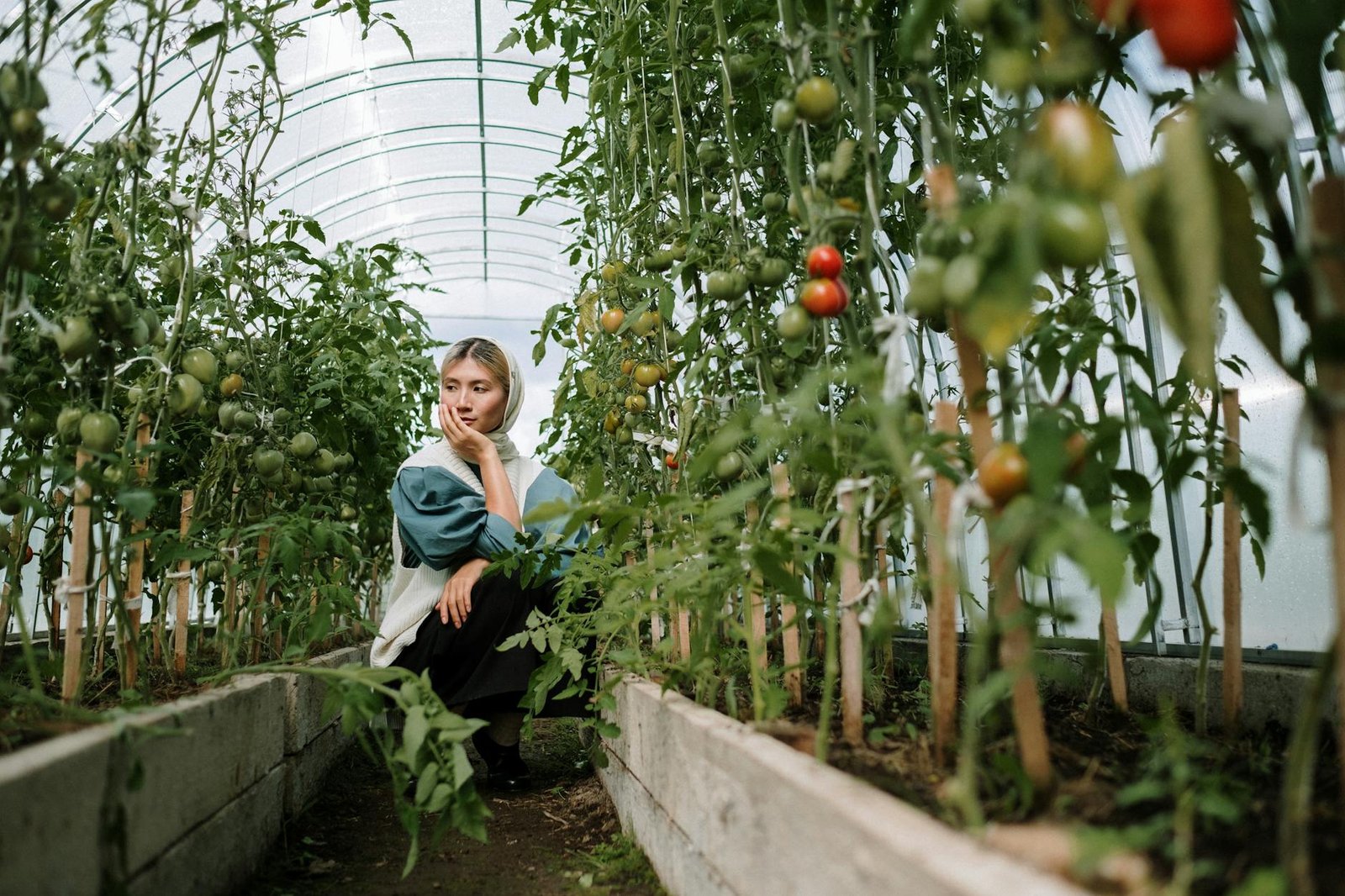 woman looking at tomato plants