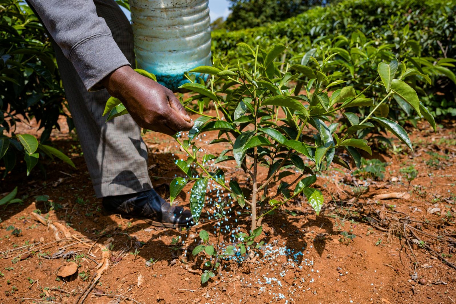 closeup of a man fertilizing soil on a plantation