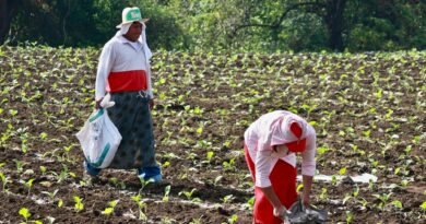 farmers putting fertilizers on crops